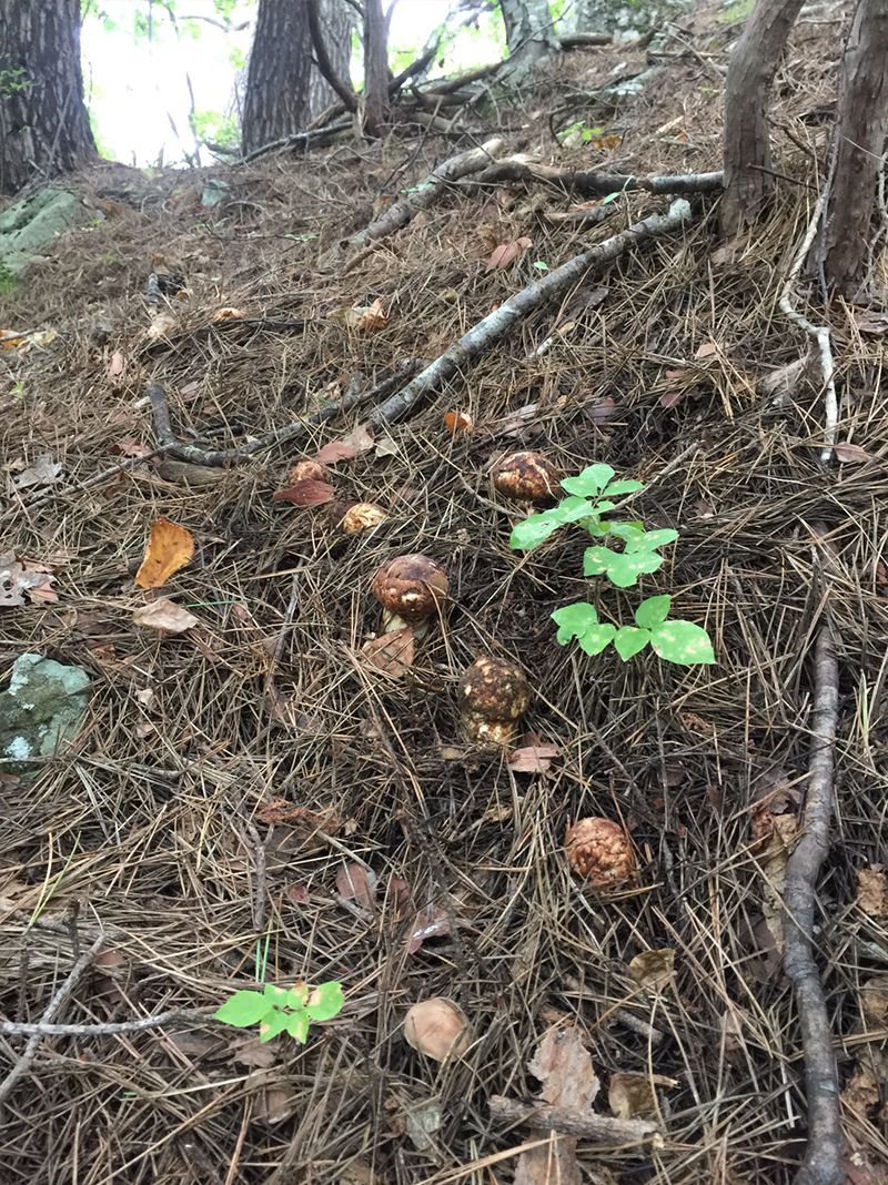 iwaizumi-matutake-2018-01