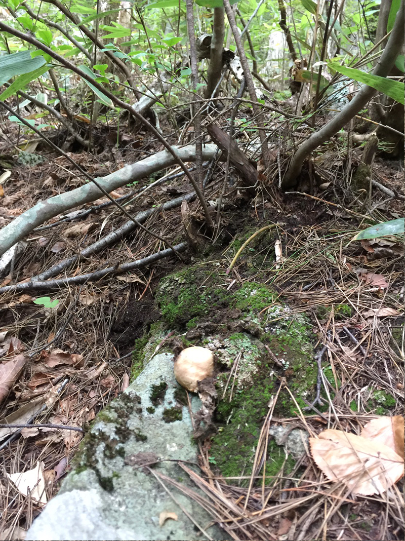 iwaizumi-matutake-2018-02