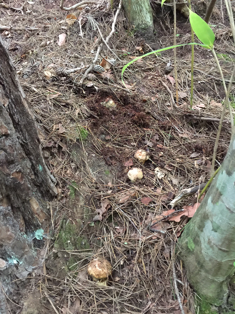 iwaizumi-matutake-2018-03