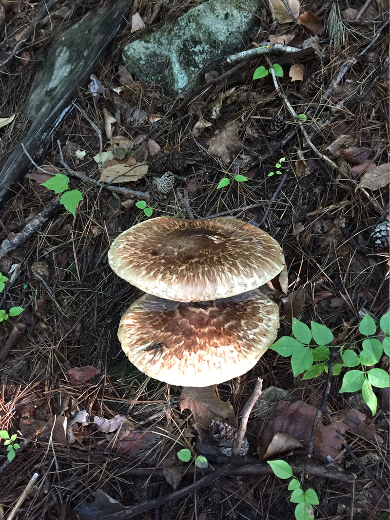 iwaizumi-matutake-2018-06