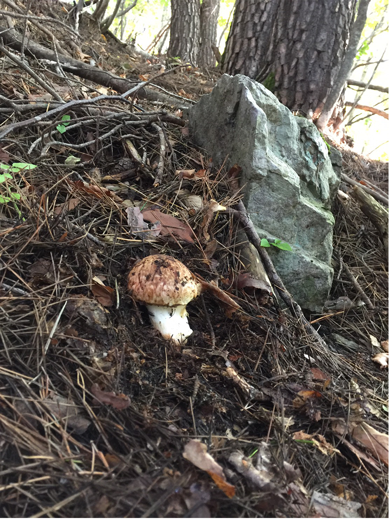 iwaizumi-matutake-2018-07