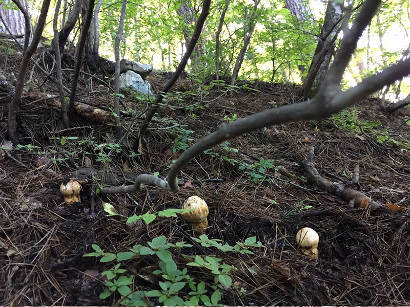 iwaizumi-matutake-2018-08