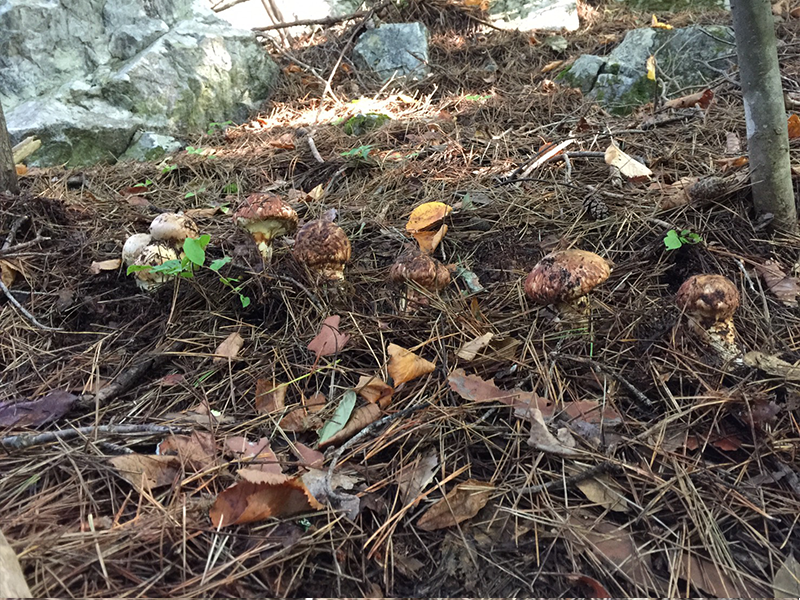 iwaizumi-matutake-2018-09