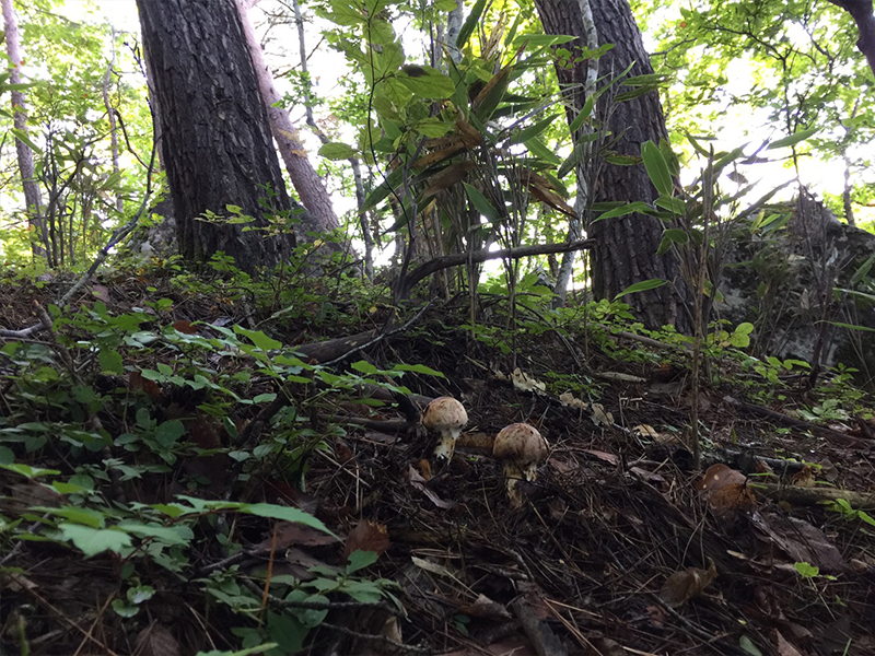 iwaizumi-matutake-2018-10