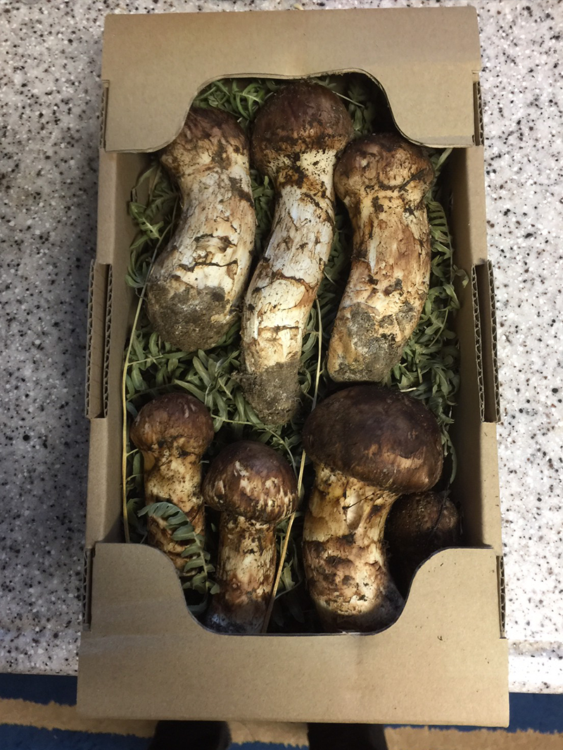 iwaizumi-matutake-2018-13