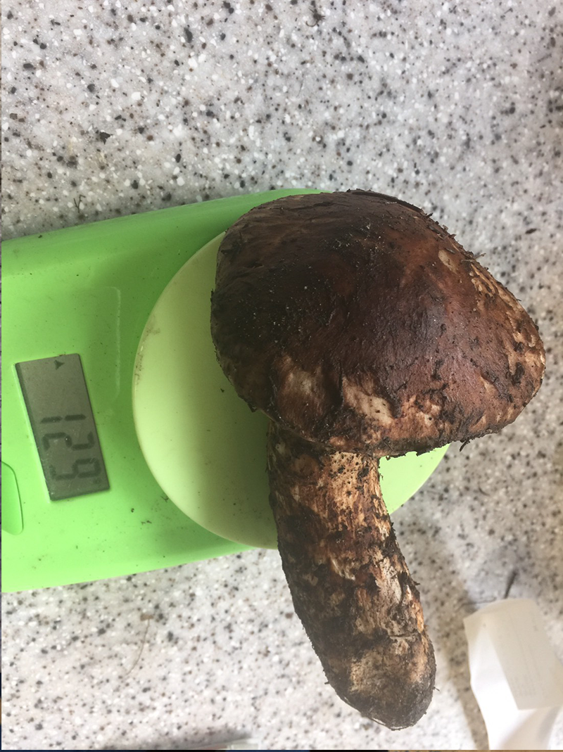 iwaizumi-matutake-2018-15