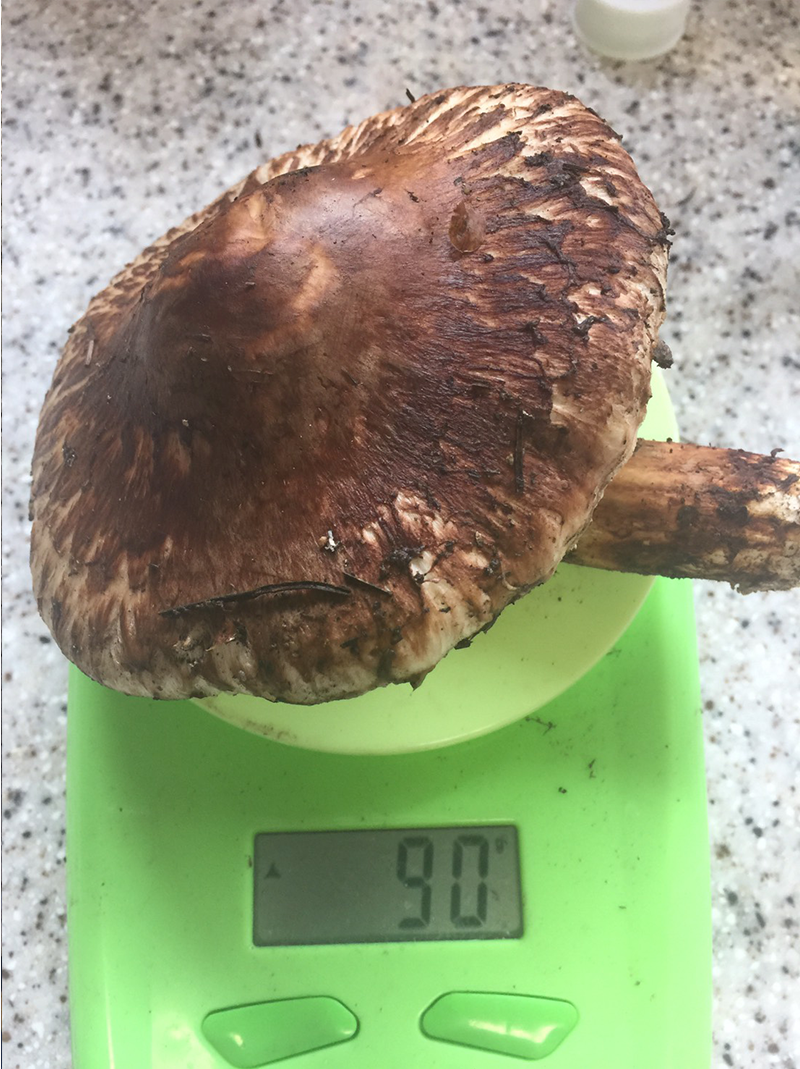 iwaizumi-matutake-2018-16